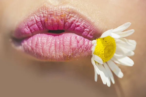 Concepto de primavera. La flor de margarita en los labios de una joven. Boca sensual, hermosos labios rosados con lápiz labial natural. Estilo vegano. Día soleado y un primer plano de cara femenina. Personas y naturaleza, cosmética natural —  Fotos de Stock