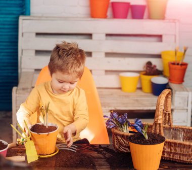 Çocuklar için faaliyetler geliştirmek. Bahar zamanı ve Ekim çiçekleri. Doğanın dostu davranış kavramı. Akıllı bebek çocuk bahçe araçları ile evde bahçe yapıyor. Masada sarı tencere.