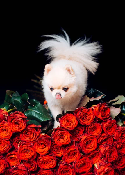 Pomeranian spitz. Fashionable doggy on roses. A gift for a glamorous girl. Cute white puppy. Pet. Dog. Glamor. Dwarf animal breed. Animal store. Romantic flower present. Puppy.