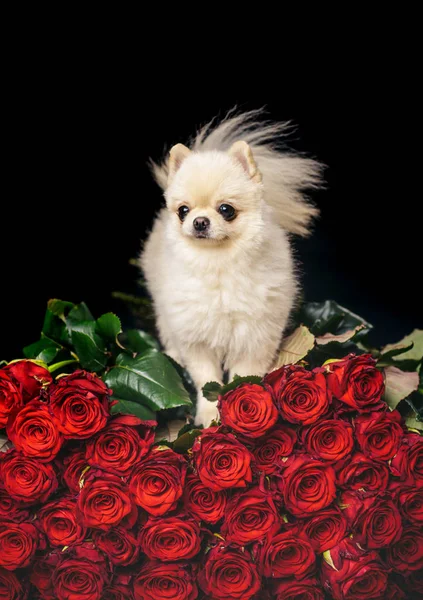 Çiçeklerin üstündeki köpek. Güller ile romantik köpek yavrusu. — Stok fotoğraf