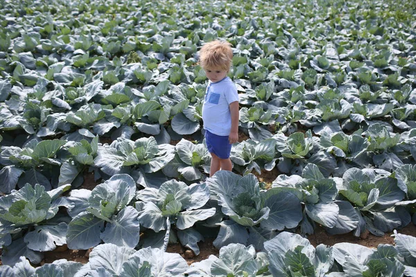 A child in a cabbage. Harvest on the farm. A cute boy is walking along the field with green cabbage. Ecological food, organic. Vegan, healthy menu, healthy food. Baby food — Stock Image A child in a cabbage. Harvest on the farm. A cute boy is walking along the field with green cabbage. Ecological food, organic. Vegan, healthy menu, healthy food. Baby food Royalty Free Stock Images
