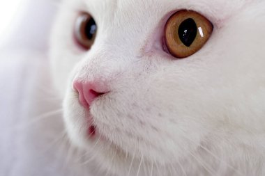 Akıllı hayvan. Cat portre. Bir Shelter Cat evlatlık. Hayvan gıda.