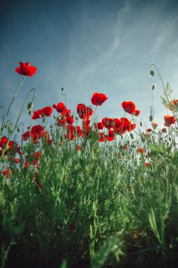 Bahar çiçekleri. Yaz konsepti. Haşhaş tarlası, çiçek arka plan, kırmızı haşhaş çiçekler dikey fotoğraf.
