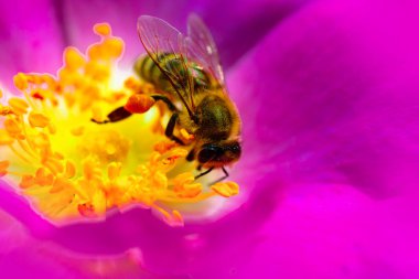 Bir çiçeğin üzerindeki arı yakın. Bahar tek papatya çiçek ve arı. Güzel pembe köpek-bahar alanında gül ve yumuşak ışık arka plan üzerinde doğada makro uçan bumblebee. Konsept ilkbahar yaz.
