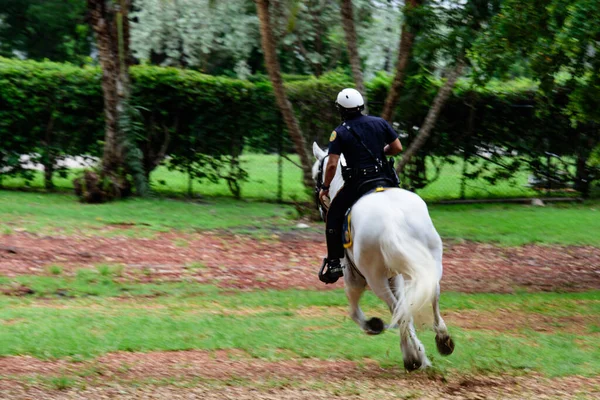 Politieagent op een wit paard. Witte paarden met paardensport in politievorm, achteraanzicht. — Stockfoto