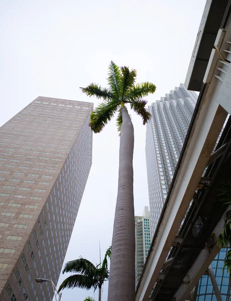 高層ビルやヤシの木。マイアミ市だ。ダウンタウンに住んでいる。建物の中の自然. — ストック写真