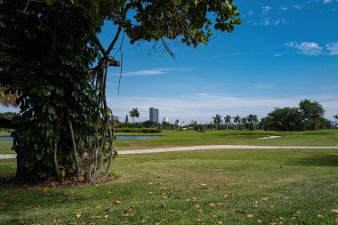 Doğa. Gökdelenlerin arka planına karşı güzel ağaçlar ve tarlalar. Şehre park et..