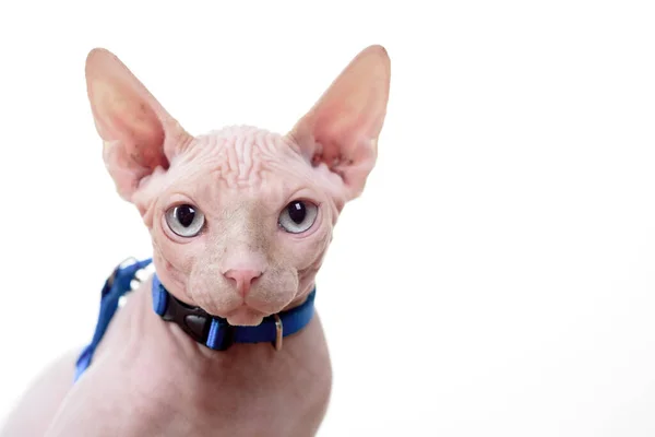 Retrato de gato. Linda esfinge. Gatinho bonito com olhos azuis. — Fotografia de Stock