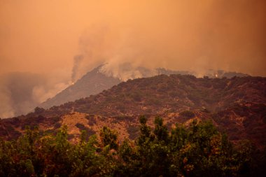 Vahşi ateş toprağı ve ormandaki ağaçları yakar. Havada duman var..