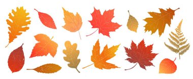 Sonbahar renkli yapraklar koleksiyonu. Posterler, afişler, kartlar, sosyal medya dekorları, çıkartmalar, yüceltme vs. için iyidir. EPS 10