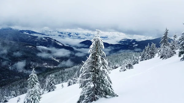 Hermoso Paisaje Montañas Invierno Con Abetos Cubiertos Nieve —  Fotos de Stock