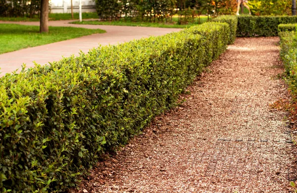 Decorative planted and trimmed bushes in the park greening. Landscaping of evergreen shrubs perennials.