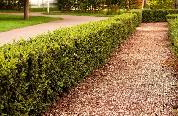 Park yeşillenirken ekilmiş ve budanmış çalılar. Devamlı yeşil çalıların peyzajı..