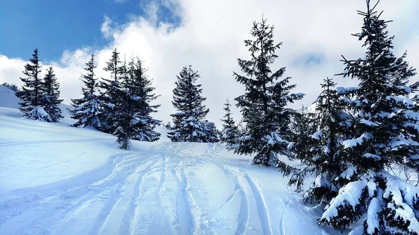 Hermoso Paisaje Invierno Con Abetos Cubiertos Nieve —  Fotos de Stock