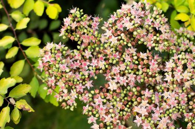Yeşil arka planda güzel sonbahar çiçekleri. Çiçek arkaplan. Bir çimenlikte çiçek tarhı. Güneşli sonbahar parkı arka planında çiçekler.