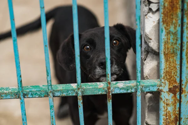 Homeless dogs at a homeless dog shelter