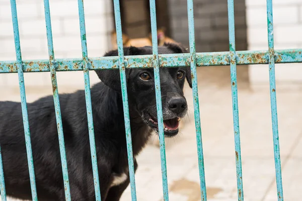 Homeless dogs at a homeless dog shelter