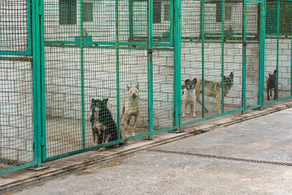 Homeless dogs at a homeless dog shelter
