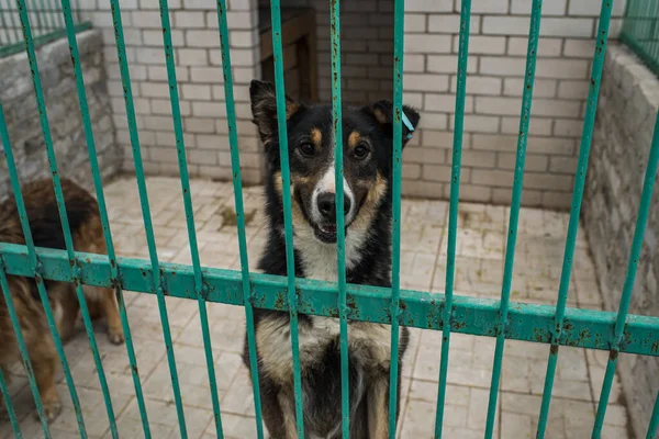 Homeless dogs at a homeless dog shelter