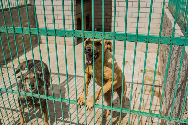 Homeless dogs at a homeless dog shelter