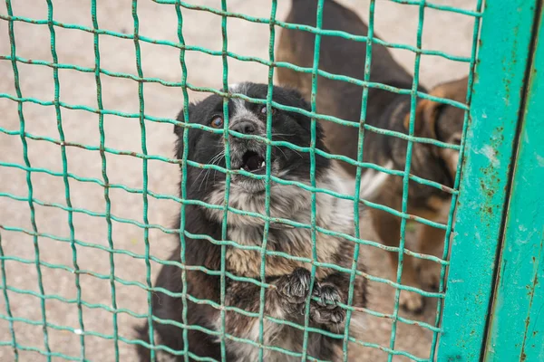 Homeless dogs at a homeless dog shelter