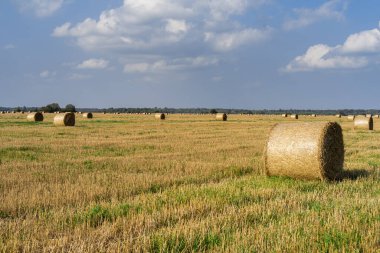 Yuvarlak saman balyaları güneşli bir günde bir tarlada uzanır bulutlu mavi gökyüzüne karşı.
