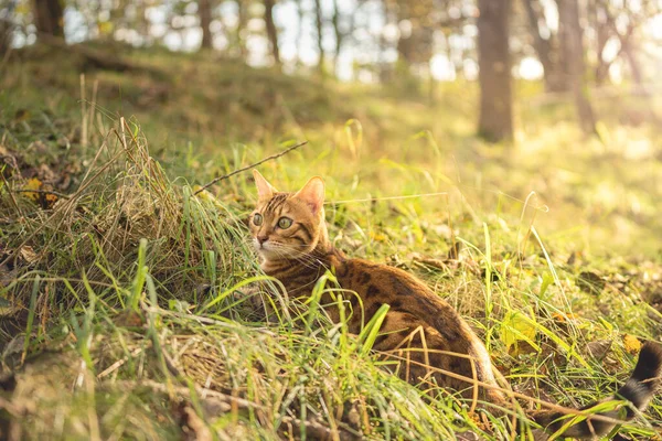 The domestic cat lies on the green grass under the rays of the sun.