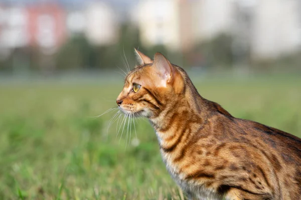 Gato Bengala Sienta Hierba Parque Ciudad Mira Cuidadosamente Lado Primer — Foto de Stock