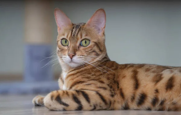 Retrato Hermoso Gato Joven Bengala Enfoque Selectivo —  Fotos de Stock