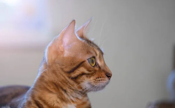 Närbild Huvudet Bengalisk Katt Suddig Bakgrund — Stockfoto