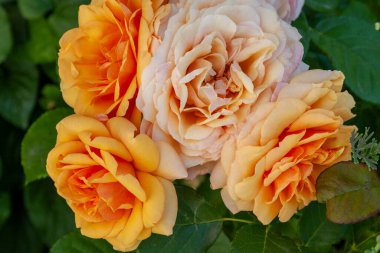 Yeşilliğin koyu arka planında yemyeşil güller