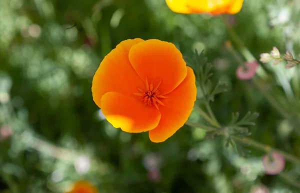 Fiore Giallo Brillante Uno Sfondo Verde — Foto Stock