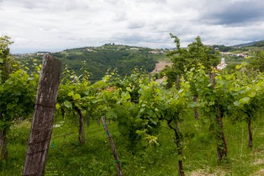 Genç İtalyan tepe üzüm bağı