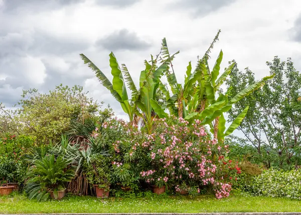 Bulutlu mavi gökyüzüne karşı küçük bir ev kokulu çiçek bahçesi