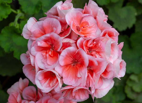 Botões Flor Rosa Vermelho Perfumados Fundo Vegetação — Fotografia de Stock