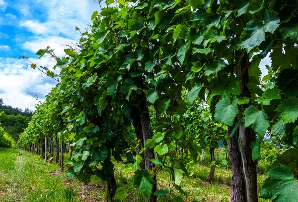Yeşil, genç İtalyan tepe üzüm bağı.