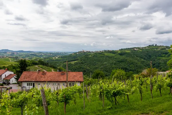 Der Grüne Junge Italienische Hangweinberg — Stockfoto