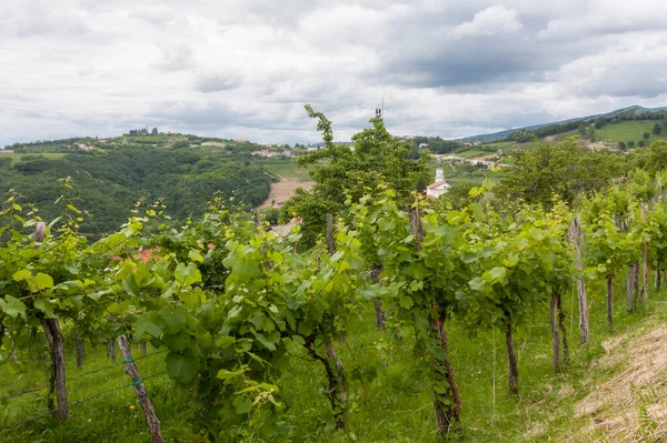 Junger Italienischer Weinberg — Stockfoto