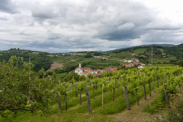 Jeune Vignoble Italien Flanc Colline — Photo