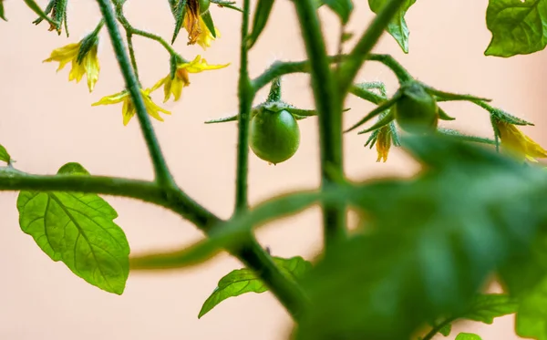 Pequeño Tomate Verde Flores Con Ovario Una Rama — Foto de Stock
