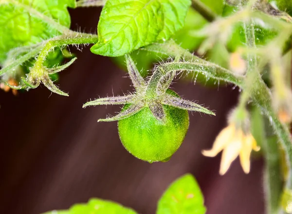 Tomate Verde Madura Una Rama — Foto de Stock
