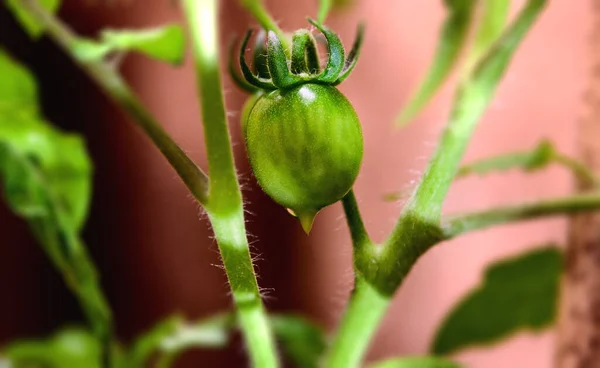 yeşil domates bir dalda olgunlaşır
