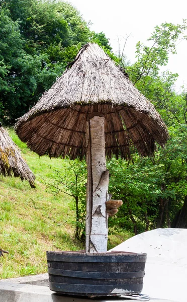 Bir tavşanın yağmuru beklemesi için şemsiye