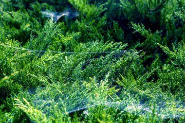 Selvi ağacının dallarındaki en iyi ağ iplikleri