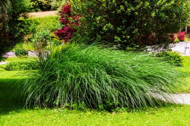 Manastır avlusunun çimlerinde süslü çalılar.