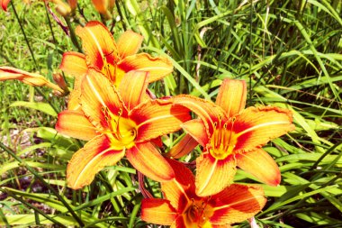 Kırmızı-sarı Hemerocallis manastır avlusunun çimlerinde