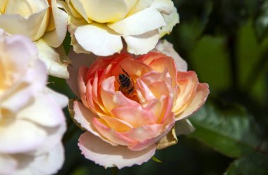 Arılar iş başında