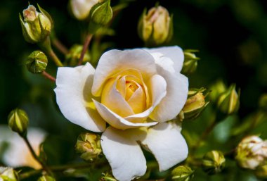 Manastırın bahçesindeki çimenlikte güzel kokulu güller.