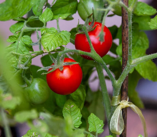 Bahçedeki bir dalda kırmızı domates