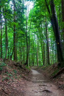 Dağdaki karanlık bir ormanda yürüyüş yolu